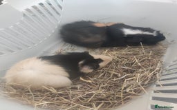Guinea Pig rodents for sale: 2 Male Guinea Pigs - Have to go together  - Image 5