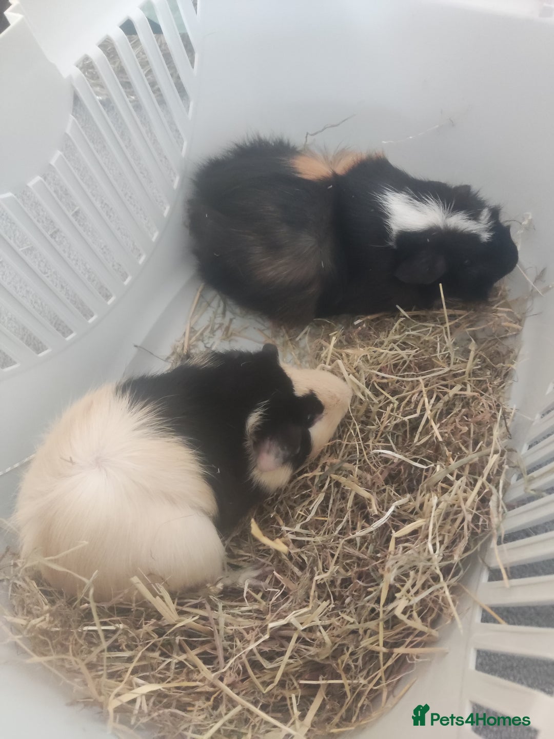 Guinea Pig rodents for sale: 2 Male Guinea Pigs - Have to go together  - Image 5