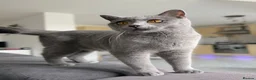British Shorthair cats for sale: Pebble - Gorgeous Girl Looking For New Home - Advert 3
