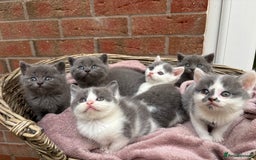 British Shorthair cats for sale: British shorthair kittens  - Image 8