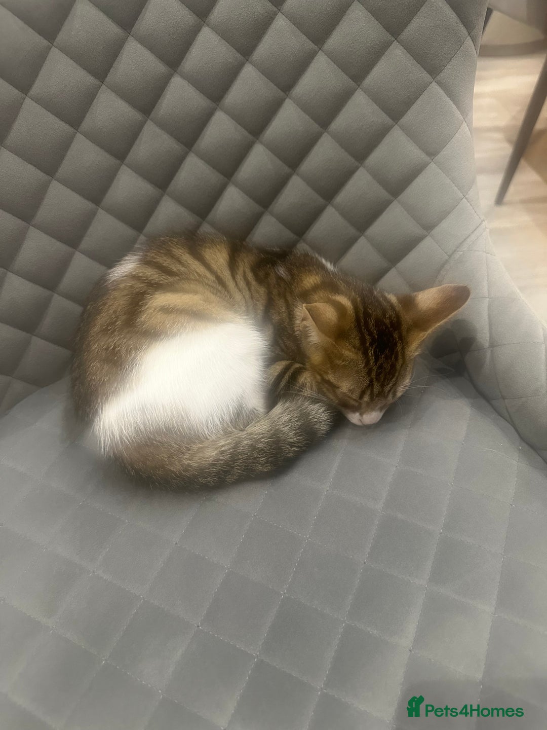 Mixed Breed cats for sale: Bengal cross Kittens  - Image 8