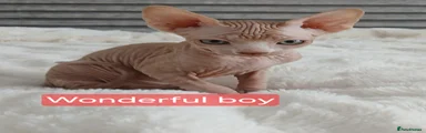 Sphynx Kitten 1