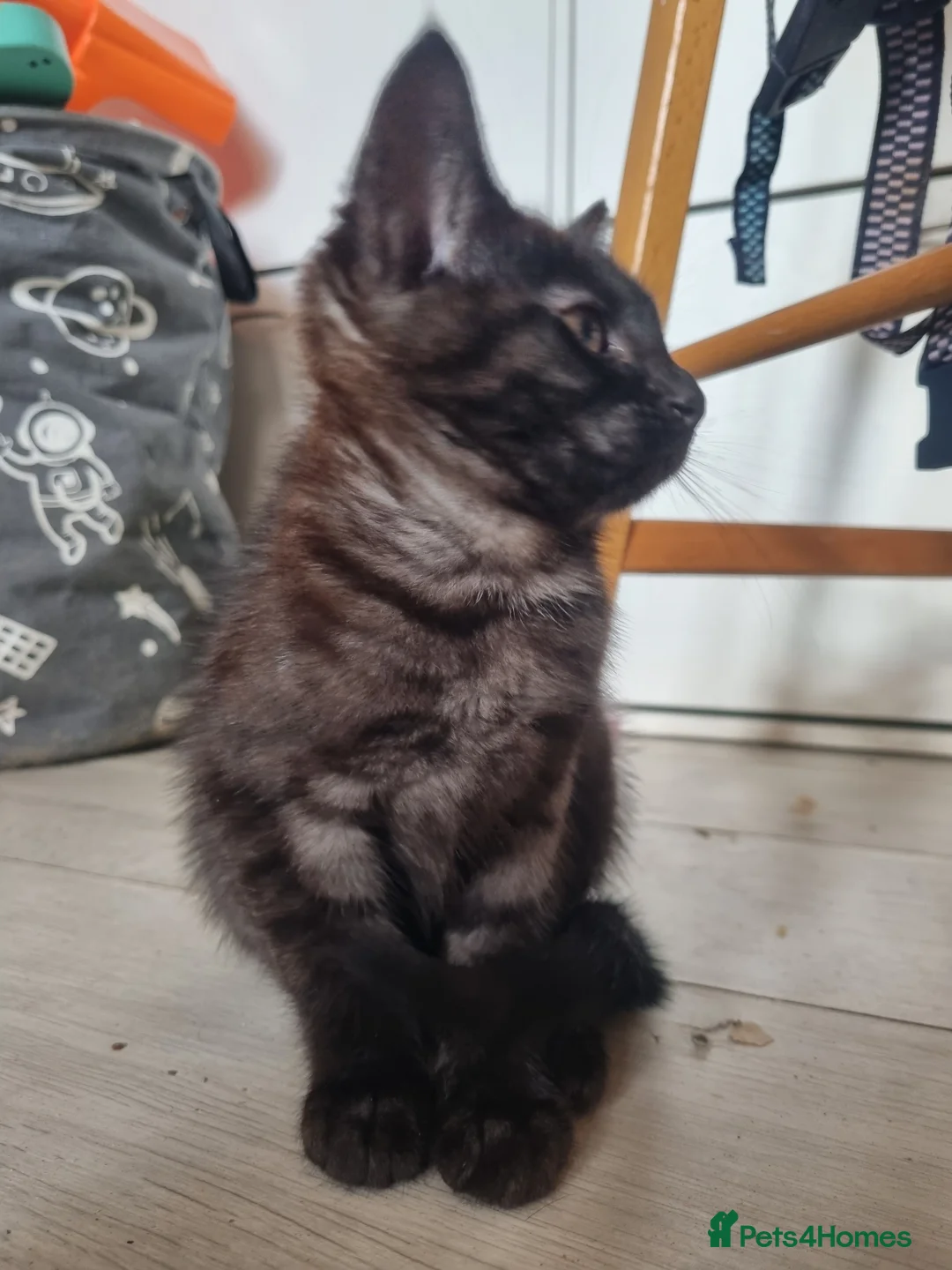 Maine Coon cats for sale: 3 adorable Maine coon girls  - Advert 10