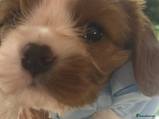 Cavalier King Charles Spaniel dogs King Charles Cavalier BOY Champion - Advert 2