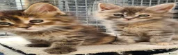 Maine Coon cats for sale: Pedigree tica mainecoon kittens - Advert 14