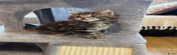 Maine Coon cats for sale: X3 Maine Coon Tabbys  - Advert 8