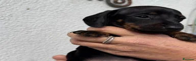 Dachshund Puppy 3
