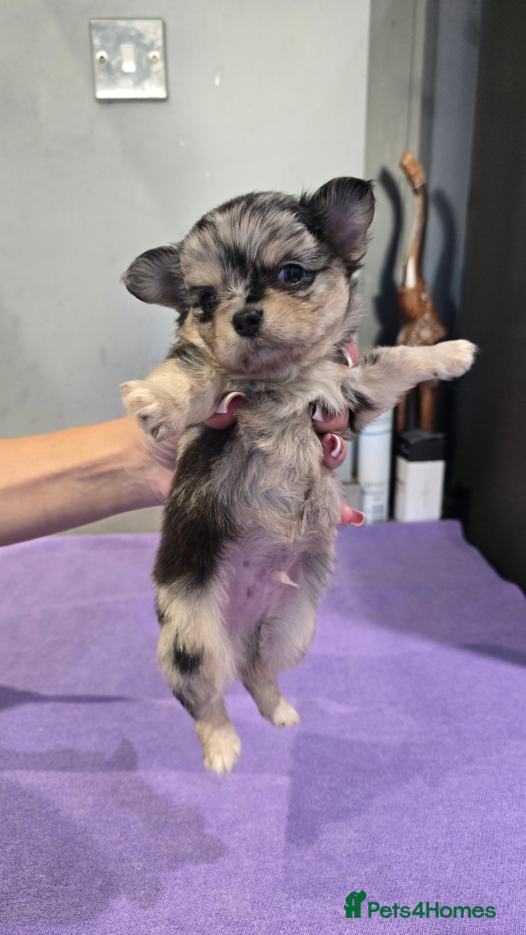 Chihuahua dogs for sale: Chihuahua puppies Russian ancestry with perfect bo - Advert 18
