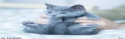 Russian Blue cats for sale: Adorable Russian Blue Kittens. - Advert 35