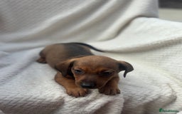 Mixed Breed dogs for sale: Dorkie puppies  - Image 5
