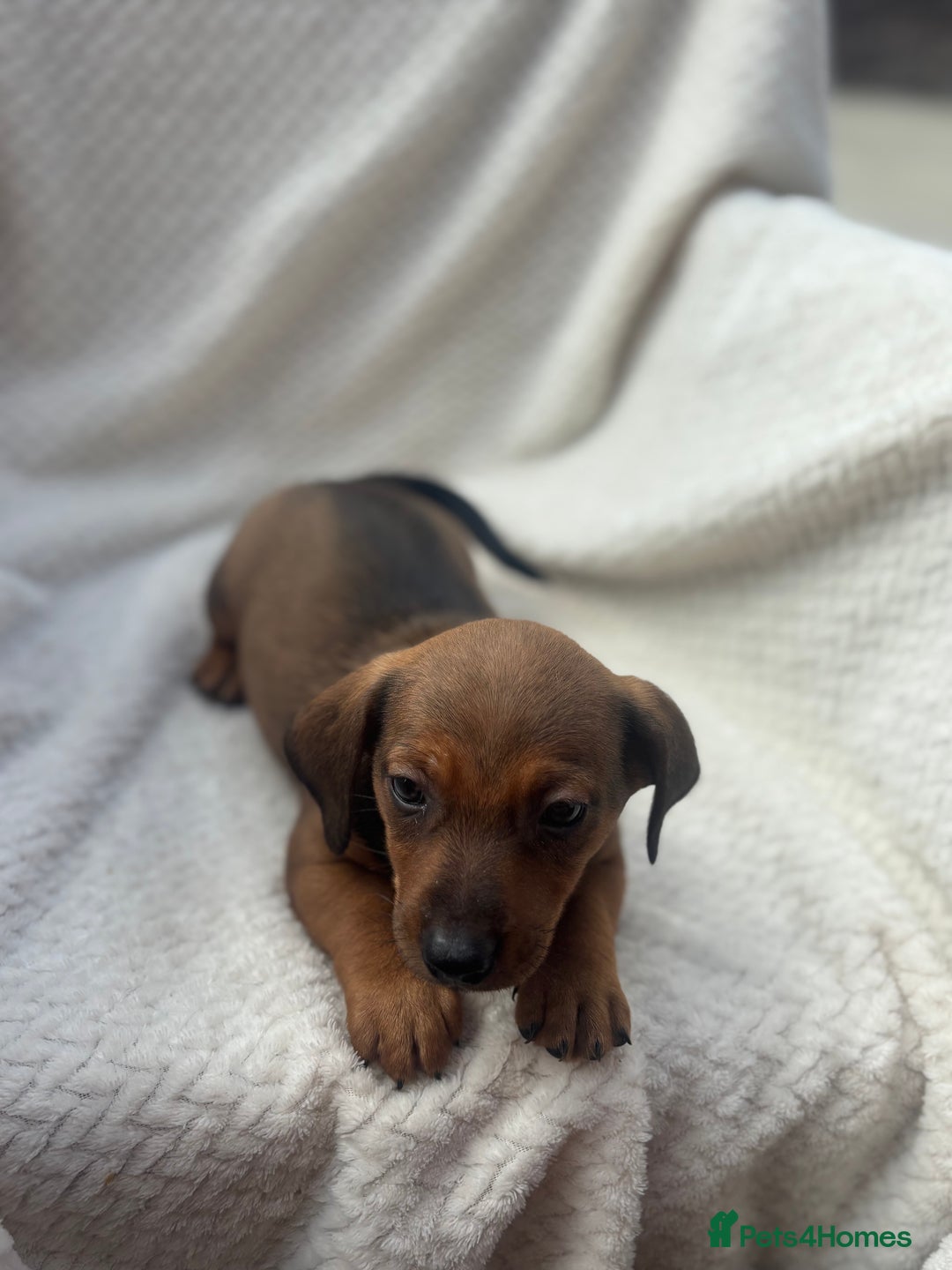 Mixed Breed dogs for sale: Dorkie puppies  - Image 5