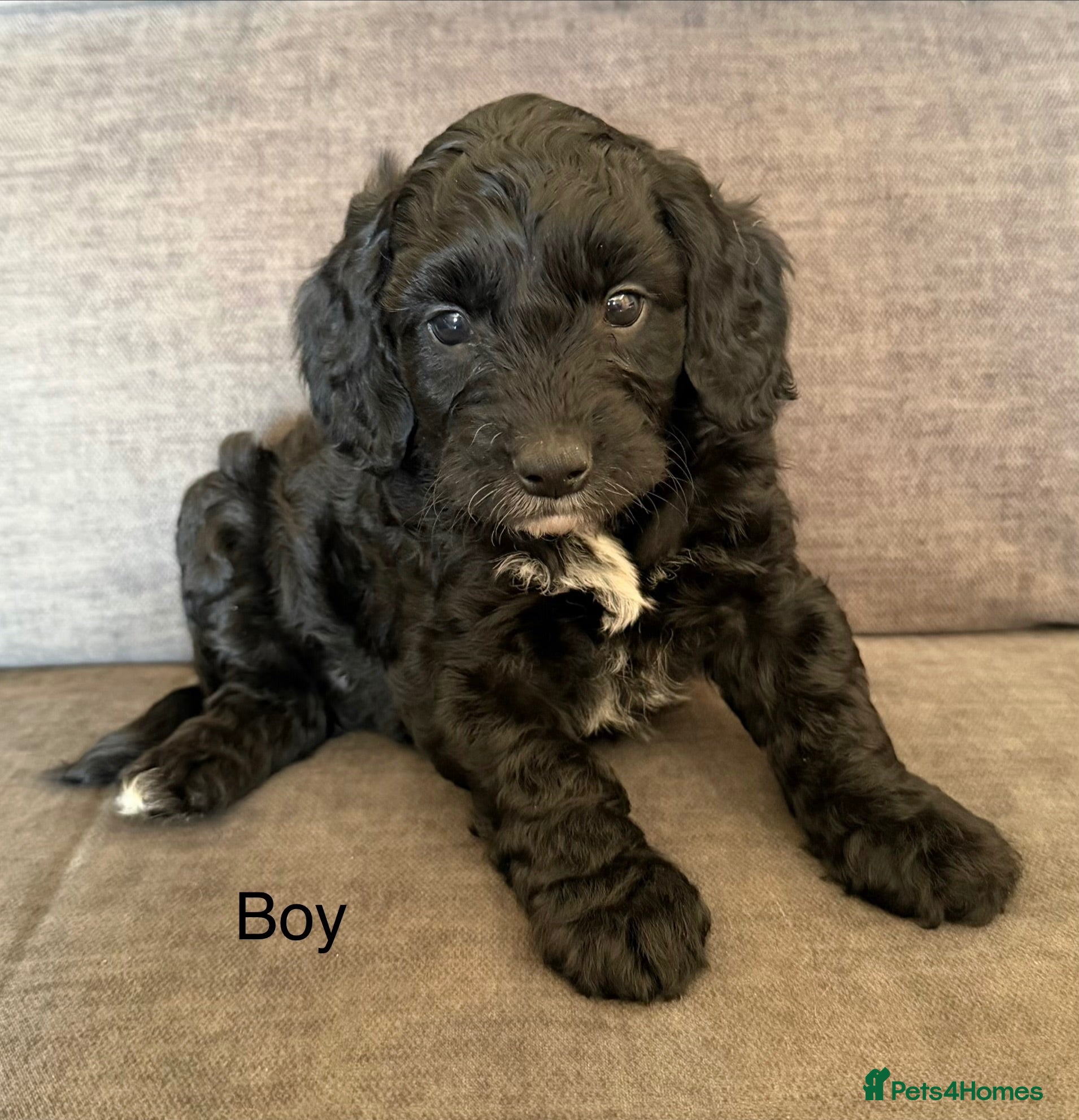 Cockapoo dogs Cockapoo puppies - Advert 2