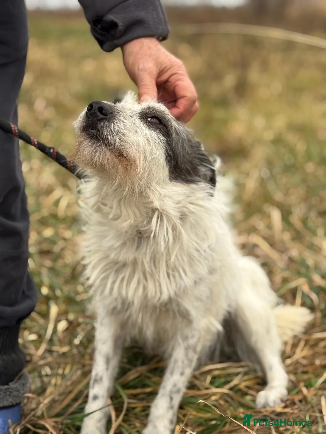 Mixed Breed dogs for adoption: 🐾MIRA🐾, a beautiful young girl for a Loving Home - Advert 18