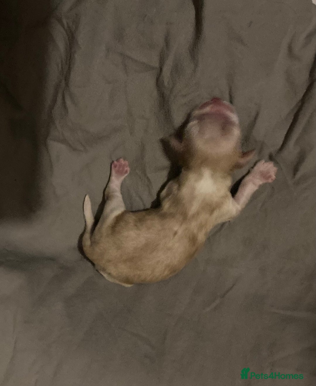 Cocker Spaniel dogs for sale: ‘Show Type’ Cocker Spaniel Puppies. KC Registered. - Image 36