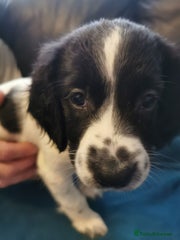 English Springer Spaniel Puppy 7