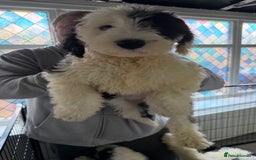Mixed Breed dogs for sale: Ready Now 3 x Sheepadoodle Puppies Females Cardiff - Advert 5