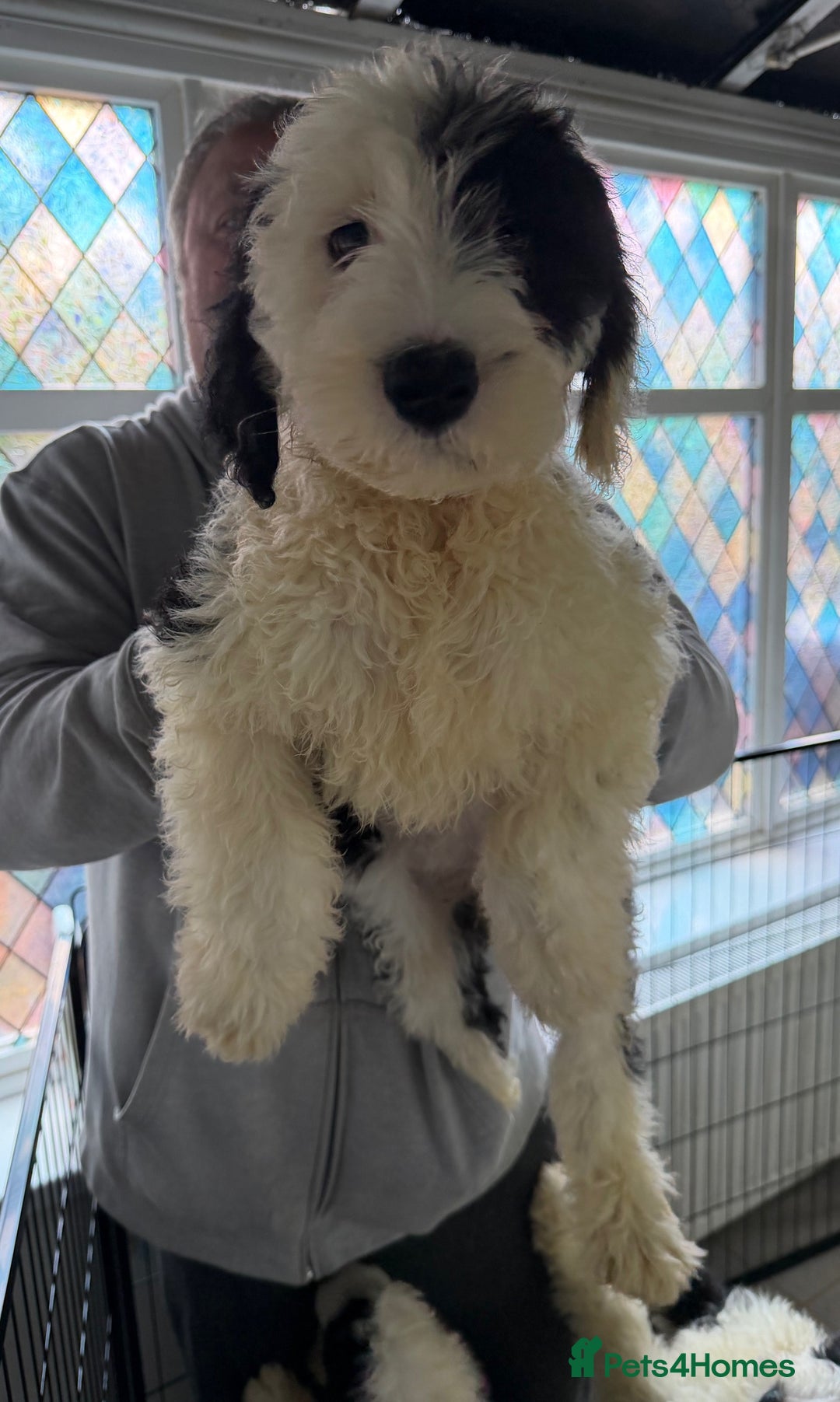 Mixed Breed dogs for sale: Ready Now 3 x Sheepadoodle Puppies Females Cardiff - Advert 5