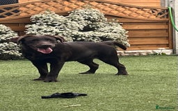 Labrador Retriever dogs for sale: Chocolate lab  - Image 1