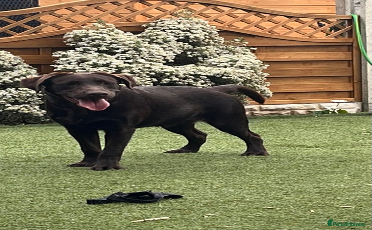 Labrador Retriever dogs - Advert 10