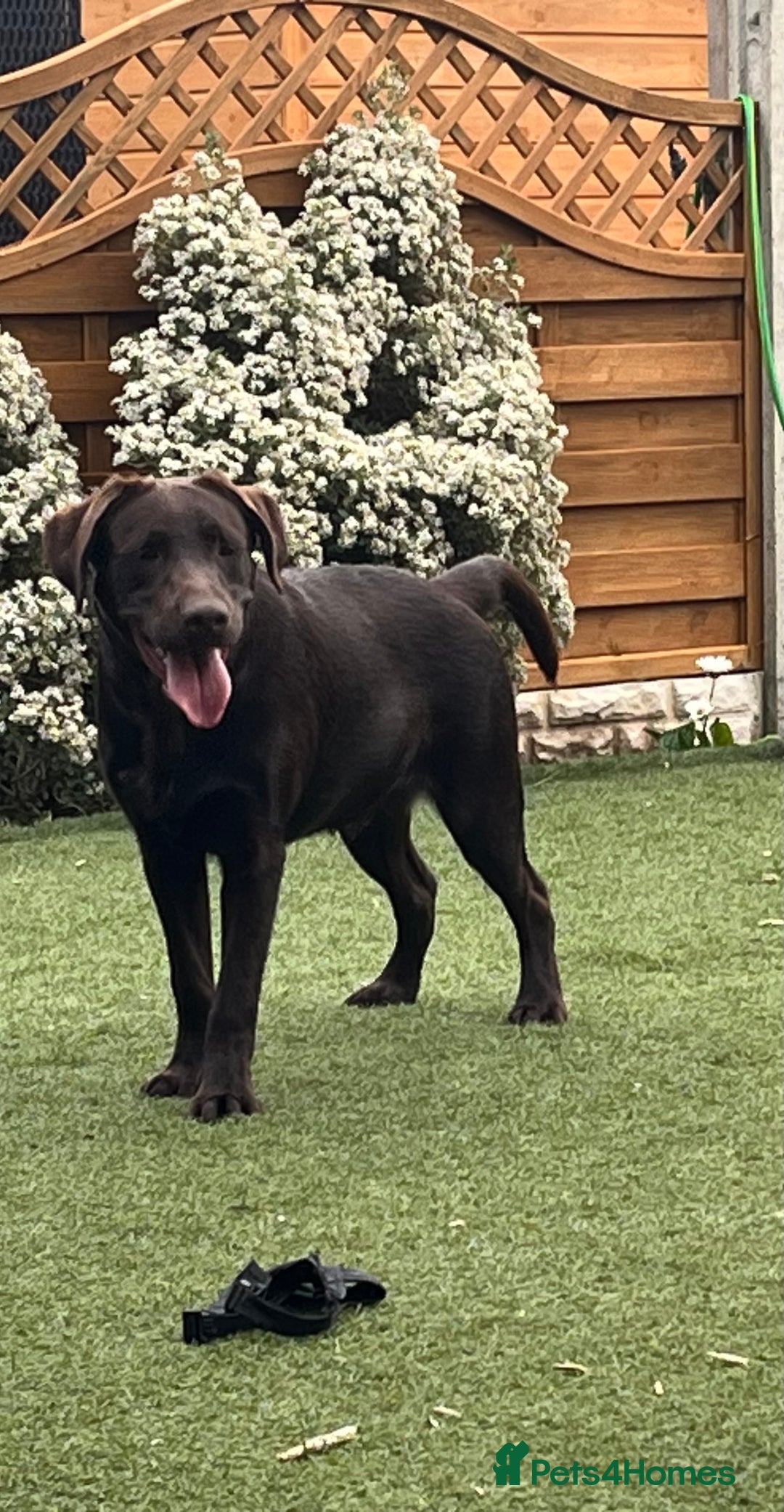 Labrador Retriever dogs for sale: Chocolate lab  - Image 1
