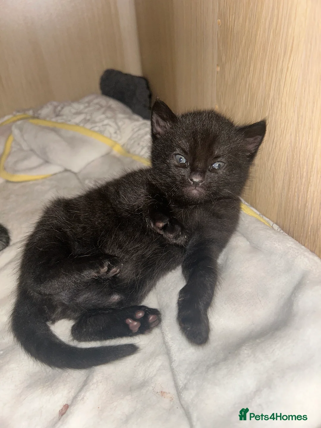 Mixed Breed cats for sale: Beautiful kittens  - Advert 27