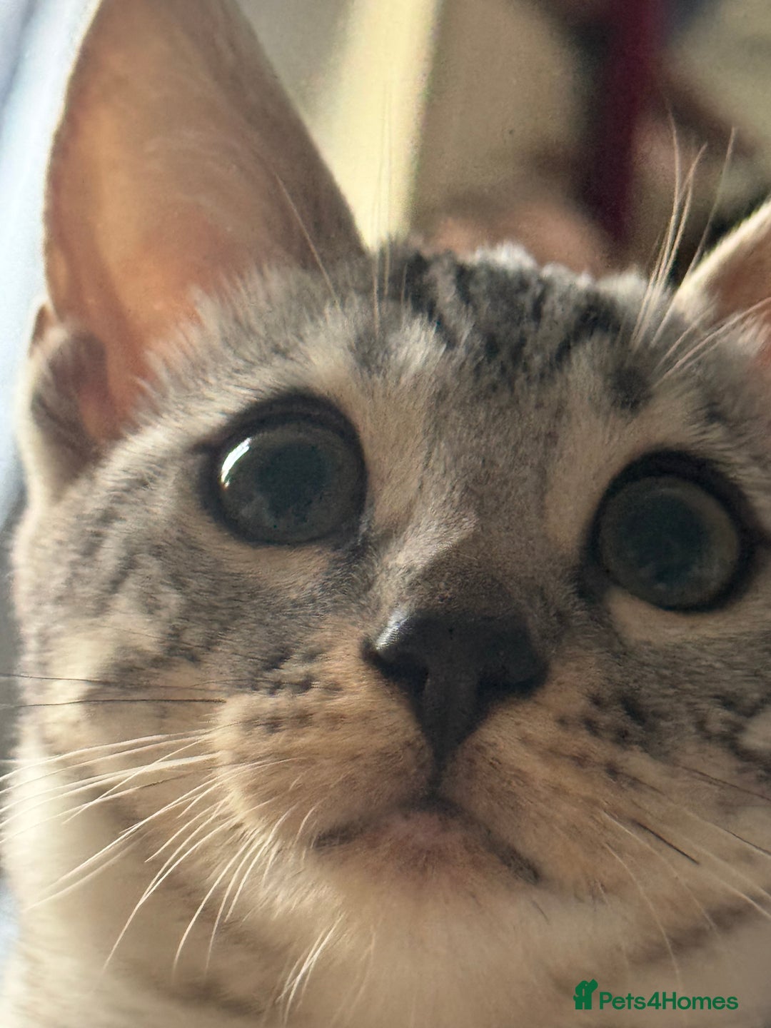 Bengal cats for sale: Tica registered beautiful kittens - Advert 19