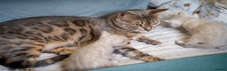 Bengal cats for sale: SNOW LYNX PURE BENGAL BOY-Frankie-Top Personality - Advert 34
