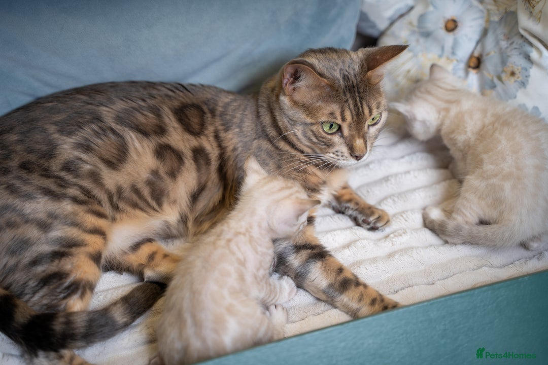 Bengal cats for sale: SNOW LYNX PURE BENGAL BOY-Frankie-Top Personality - Advert 34