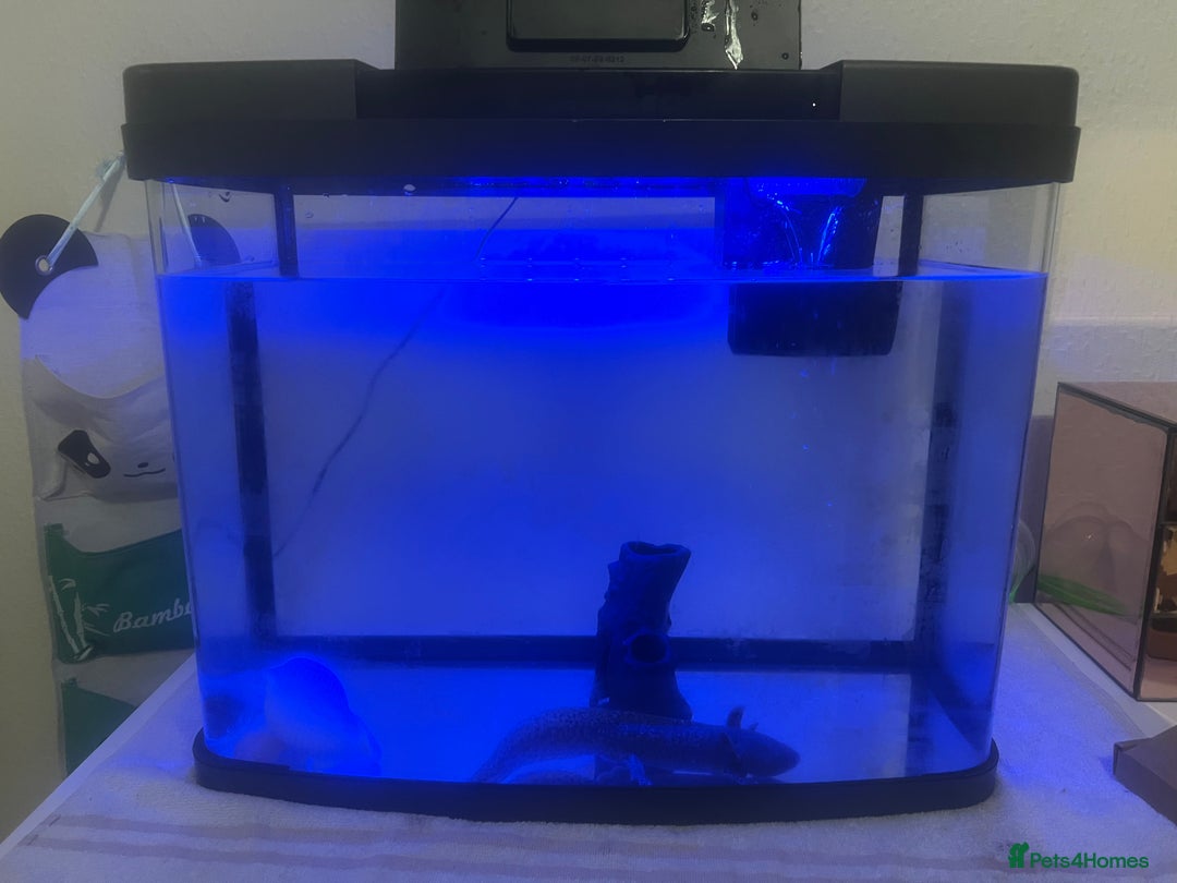 Axolotl reptiles for sale: Pair of Axolotls male and female with tank - Image 5