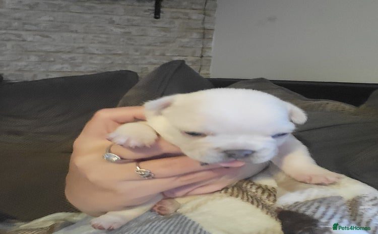 French Bulldog dogs - Advert 4