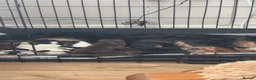 Cocker Spaniel dogs for sale: Gorgeous Cocker Spaniel pups for sale! - Advert 17