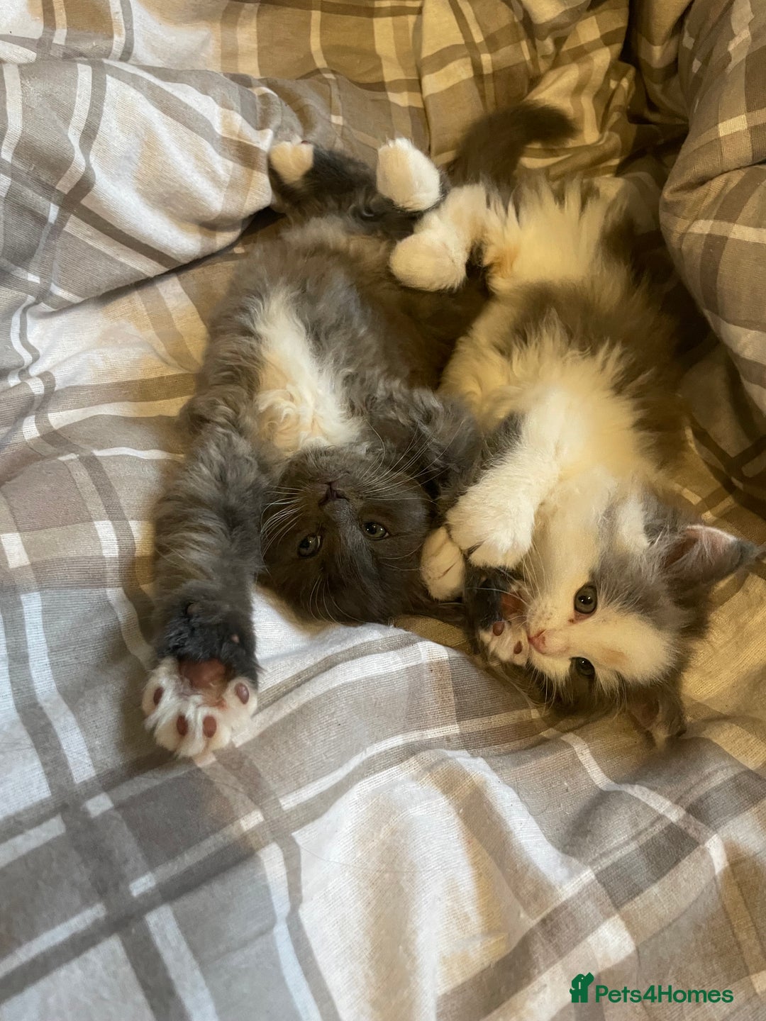 Ragdoll cats for sale: 4 maincoon x ragdoll kittens - Advert 23