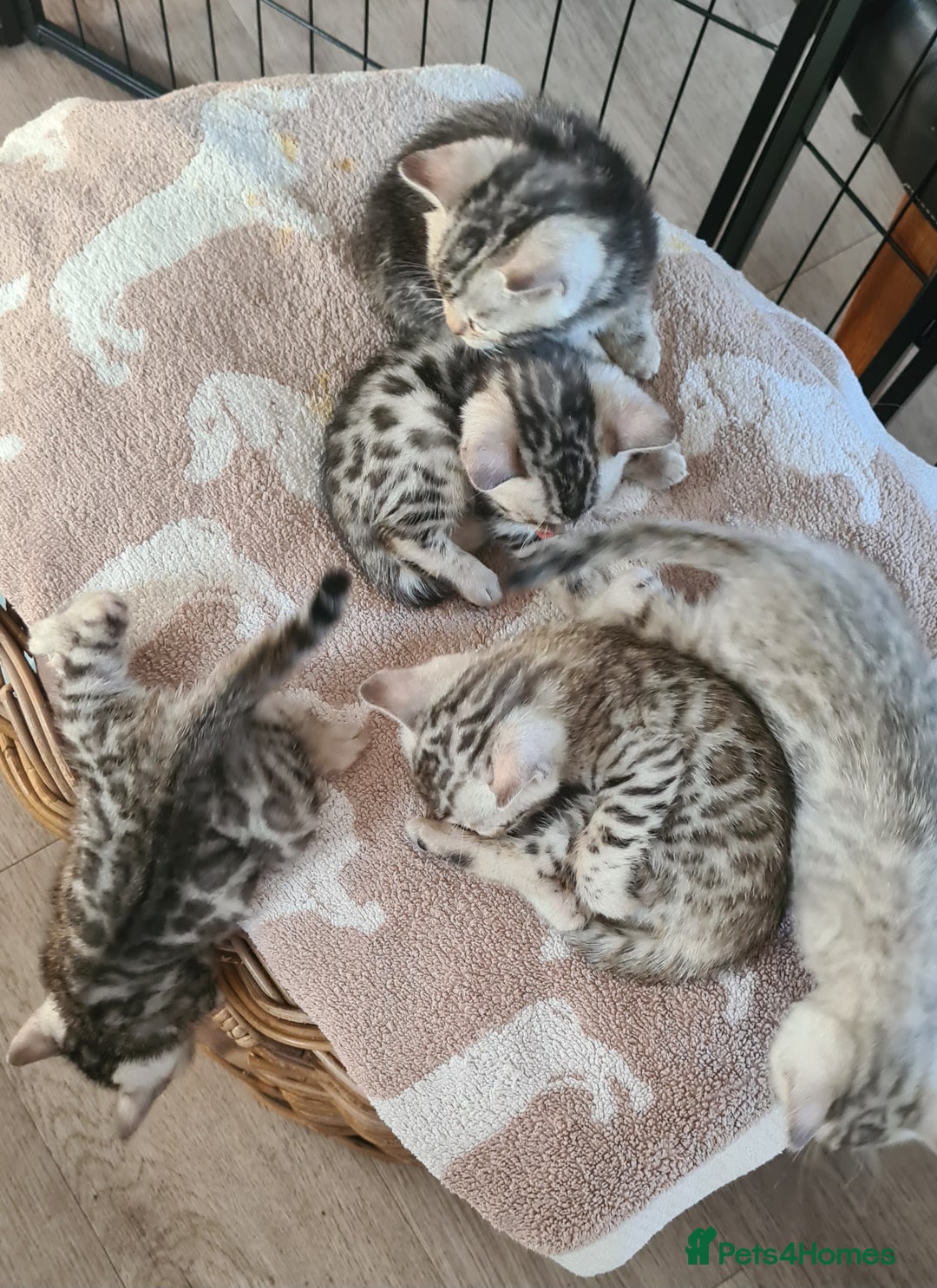 Bengal cats for sale: Full pedigree bengal kittens - Image 9