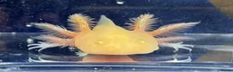 Axolotl reptiles for sale: Axolotl juveniles variety of morphs 3months old  - Advert 12