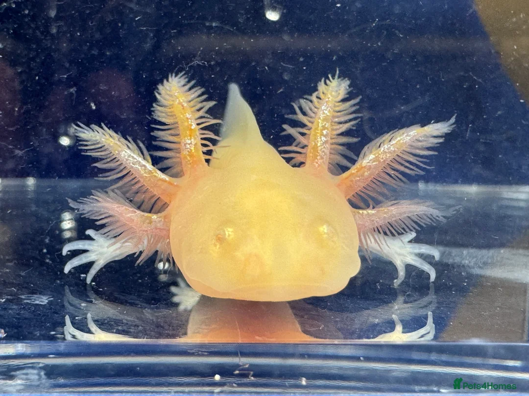 Axolotl reptiles for sale: Axolotl juveniles variety of morphs 3months old  - Advert 12