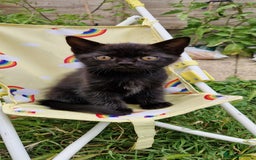 British Shorthair cats for sale: Black british shorthair mix - Image 6