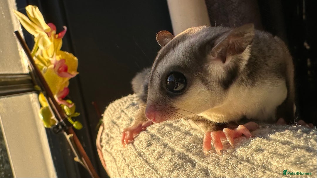 Sugar Glider rodents for sale: Stunning platinum sugar gliders - Advert 11