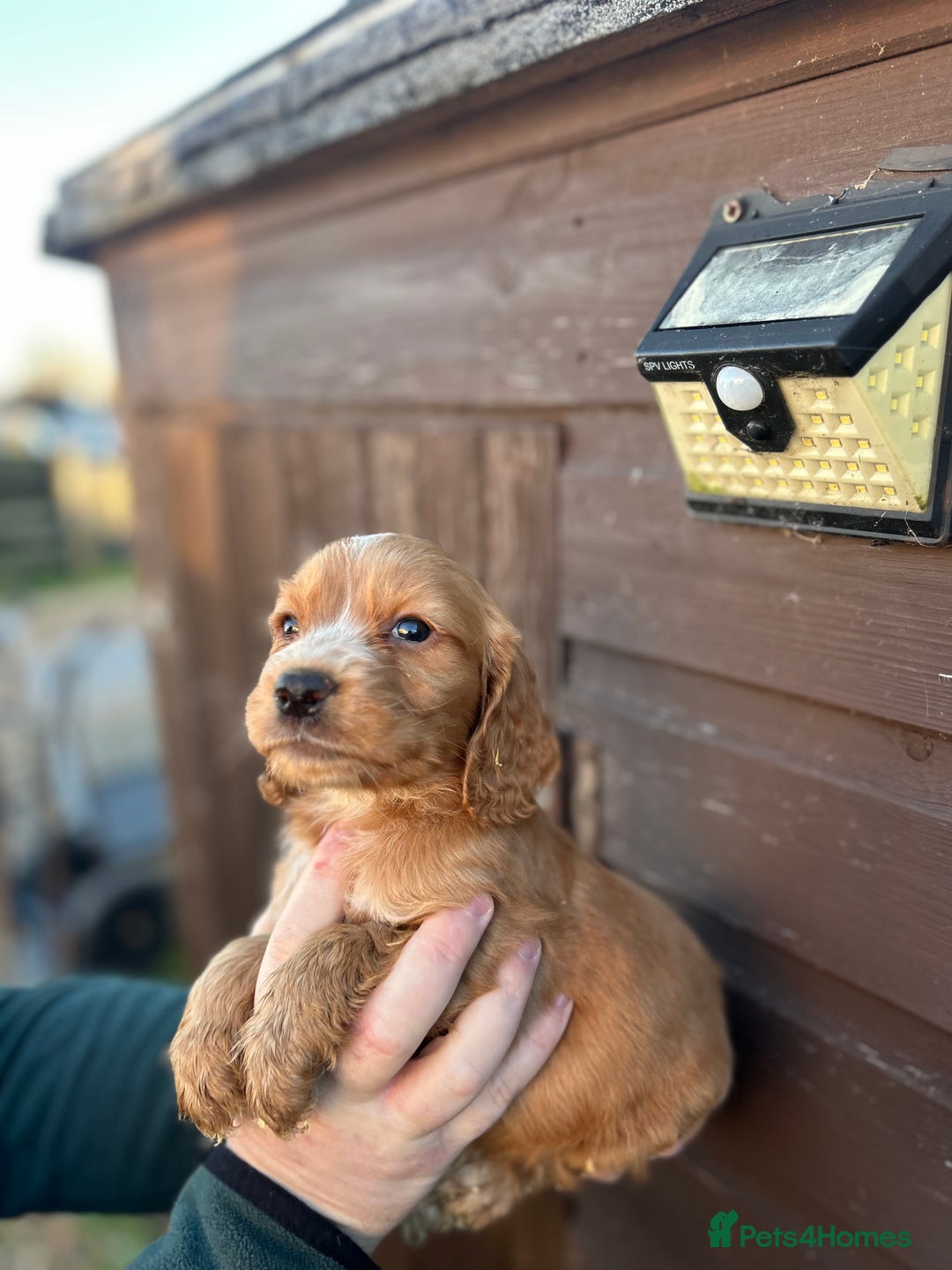 Cocker Spaniel dogs for sale: Cocker spaniel puppies  - Advert 1