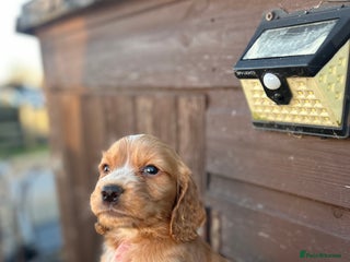 Cocker Spaniel dogs Cocker spaniel puppies - Advert 3