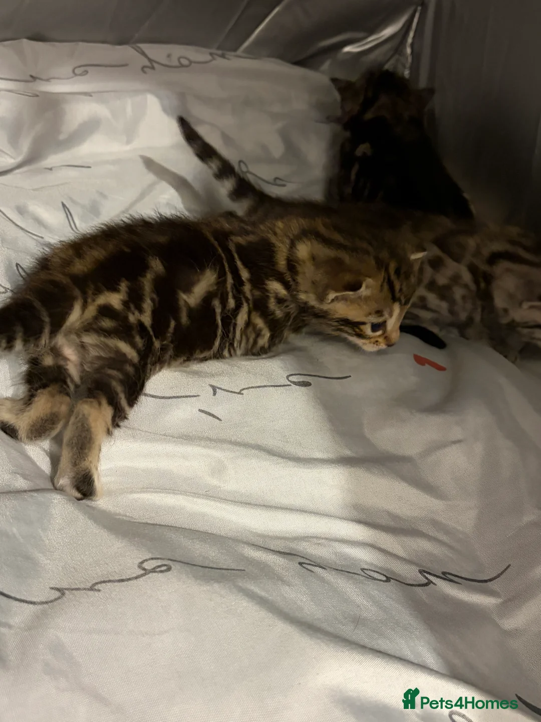 Bengal cats for sale: 3 beautiful kittens  - Advert 9