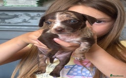 Mixed Breed dogs for sale: Girl chiweenie  - Image 1