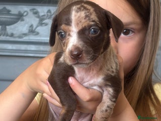 Mixed Breed dogs for sale - Advert 1