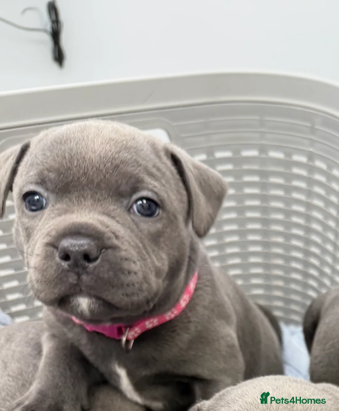 Staffordshire Bull Terrier dogs for sale: KC Blue Staffordshire Bull Terrier Puppies SOLD - Advert 34