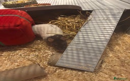 Rat rodents for sale: 2 pet rats  - Image 7