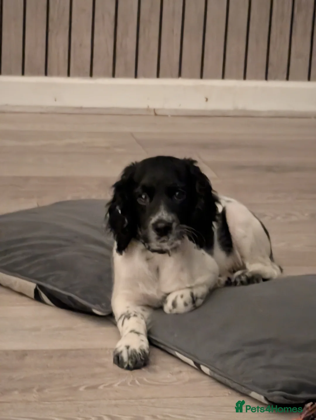 Mixed Breed dogs for sale: Frankie  - Advert 1