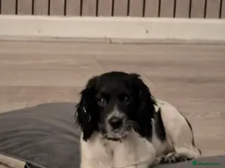 Mixed Breed dogs Frankie - Advert 1