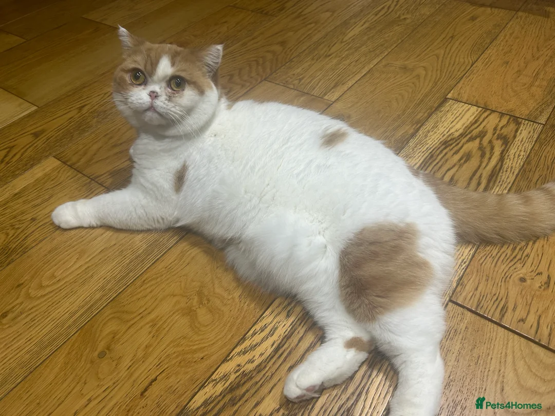 British Shorthair cats for sale: Retired queen for rehome in Shrewsbury - Advert 2