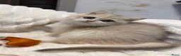 British Shorthair cats for sale: 🧡 Adorable pedigree Golden British Shorthairs 🧡 - Advert 8