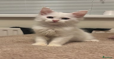 Maine Coon cats - Advert 14