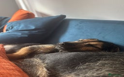 Border Terrier dogs for sale: All the hard work completed  - Image 3